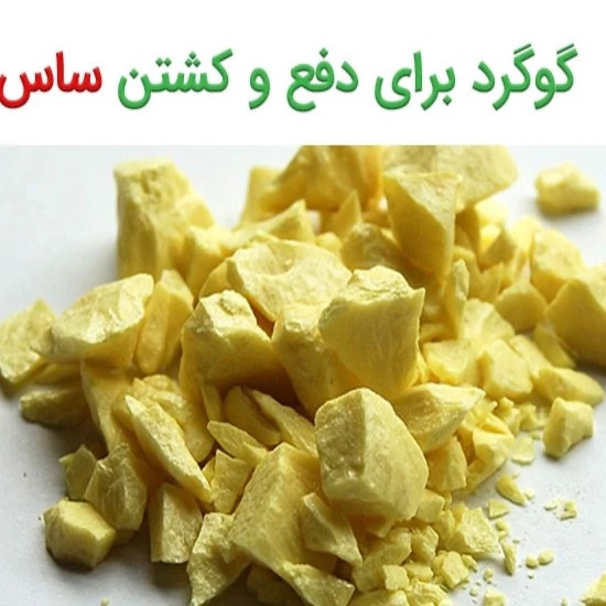 پودر گوگرد 50 گرمی مخصوص ساس