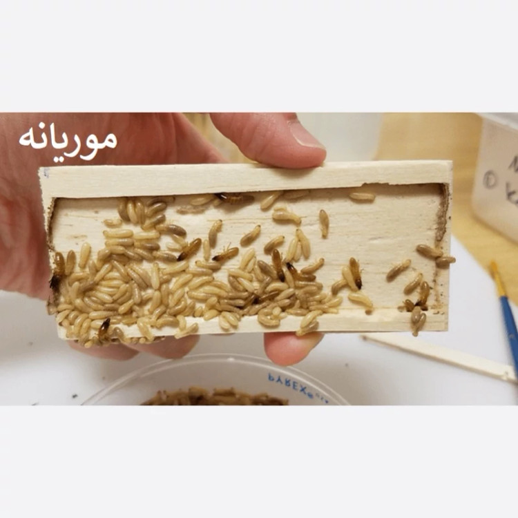 سم موریانه کش ترمیدور نسخه اصلی با ضمانت غرفه برتر ( ارسال رایگان )