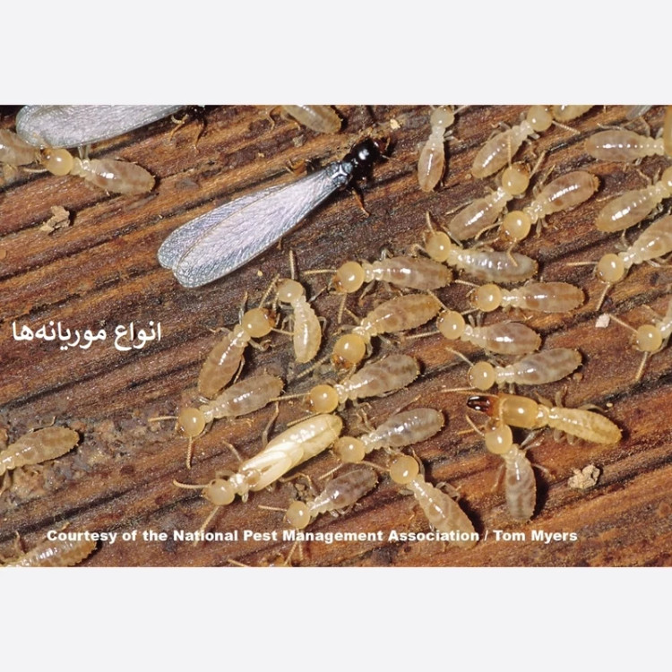 سم موریانه کش ترمیدور نسخه اصلی با ضمانت غرفه برتر ( ارسال رایگان )