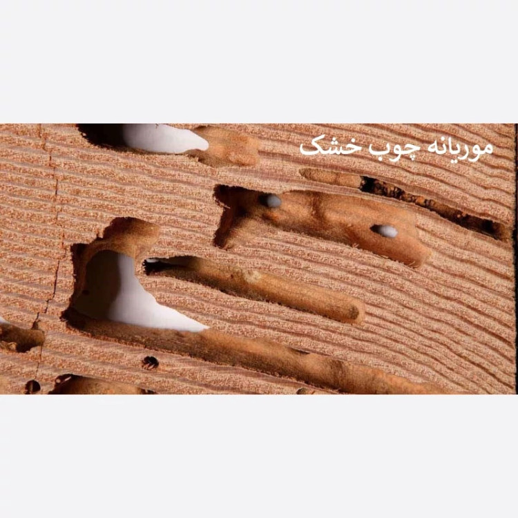 سم موریانه کش ترمیدور نسخه اصلی با ضمانت غرفه برتر ( ارسال رایگان )