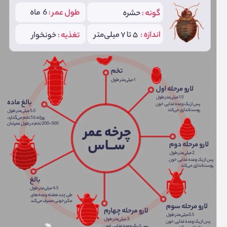 سم ساس پیرانا تحت لیسانس کشنده ترین ساس کش دنیا ، ارسال رایگان