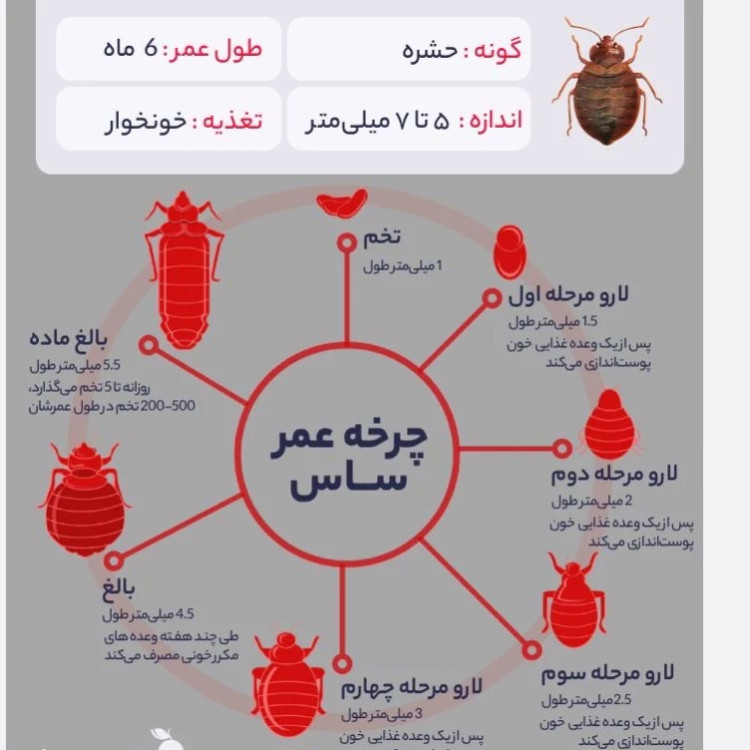 سم ساس بد باگ اوت کشنده ترین ساس کش ارسال رایگان