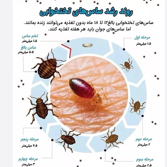 پودر گوگرد کمیاب مخصوص ریشه کنی ساس ارسال رایگان
