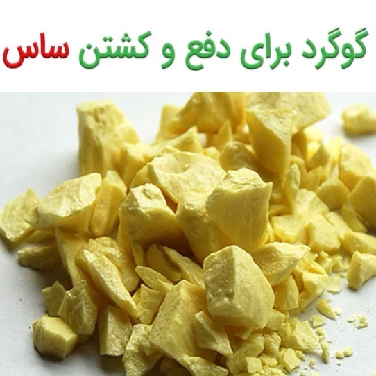 پودر گوگرد کمیاب مخصوص ریشه کنی ساس ارسال رایگان