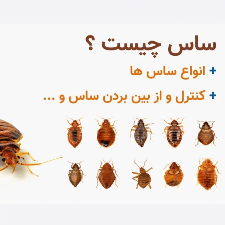 پودر گوگرد کمیاب مخصوص ریشه کنی ساس ارسال رایگان