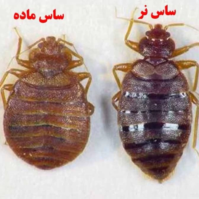 سم ساس پرو مکث رقیب ساس های خونخوار ارسال رایگان