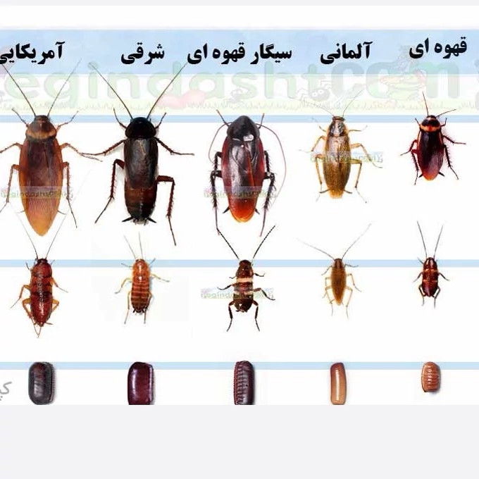 سم سوسک کش رونج کشنده ترین سم بدون بو ارسال رایگان
