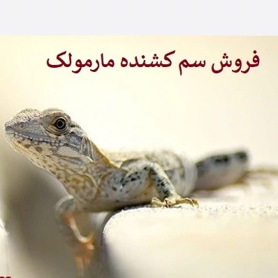 سم مارمولک کش ساویر بدون بو ارسال رایگان