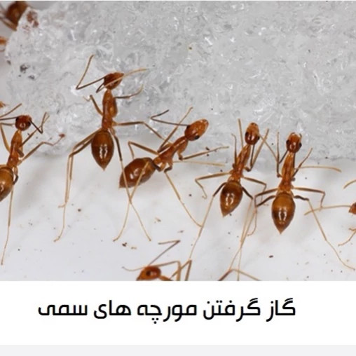 سم مورچه کش انت کیلر بدون بو ارسال رایگان
