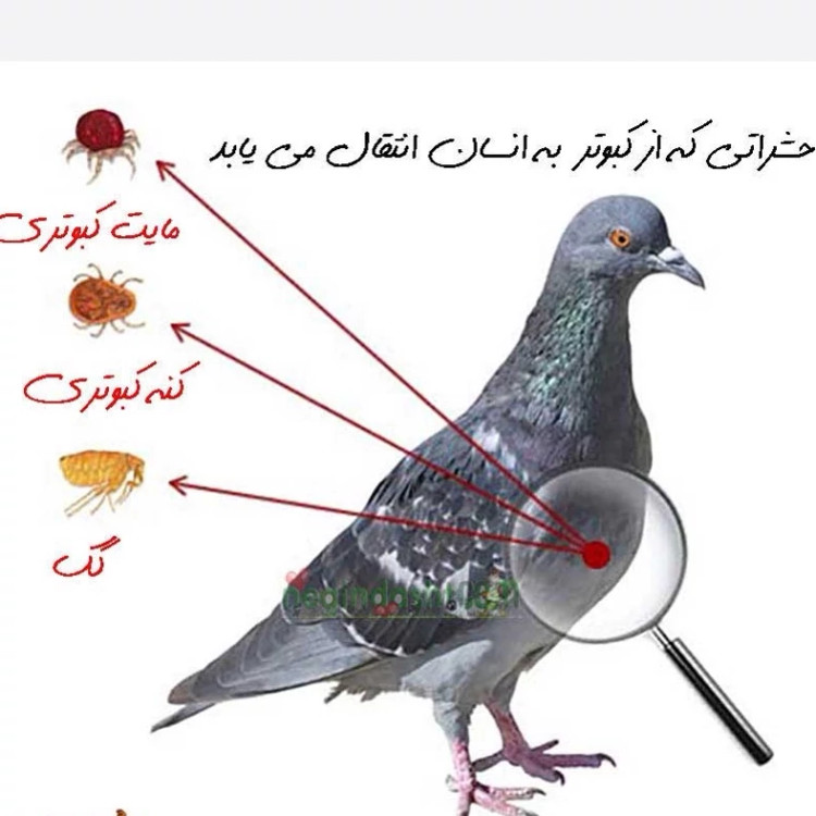 سم کنه کبوتری بلک فلگ ارسال رایگان