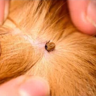 سم کنه کبوتری بلک فلگ ارسال رایگان