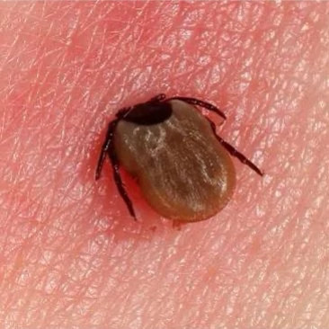 سم کنه کبوتری بلک فلگ ارسال رایگان