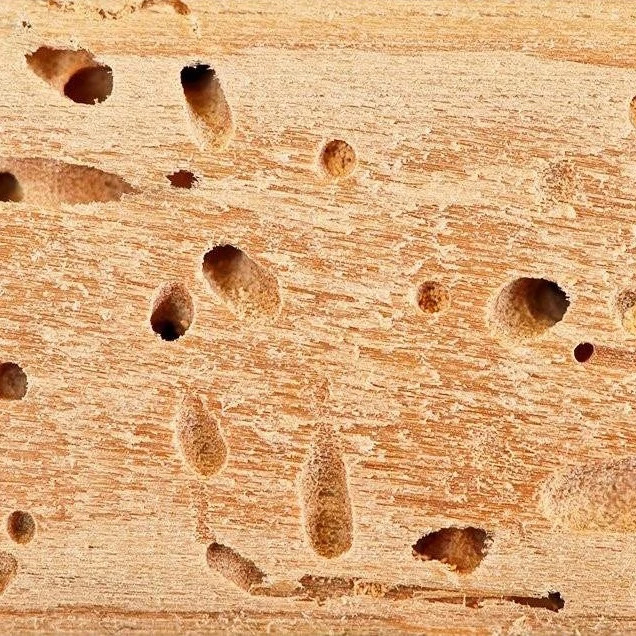 سم موریانه کش آمادرو رقیب سرسخت موریانه ارسال رایگان