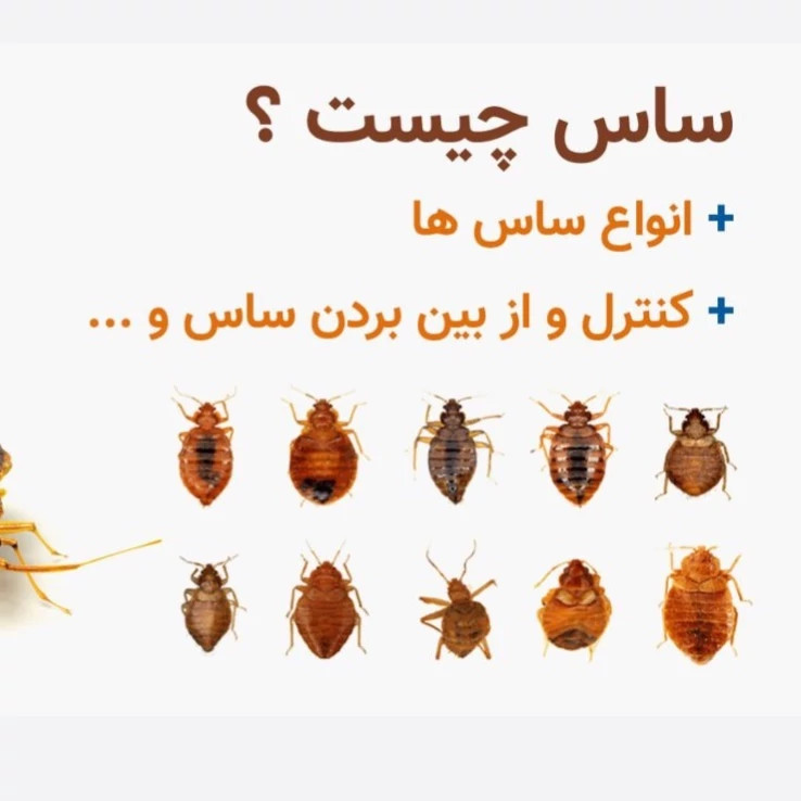 سم ساس کش کراس فایر راه حل نوین از بین بردن ساس ها ارسال رایگان