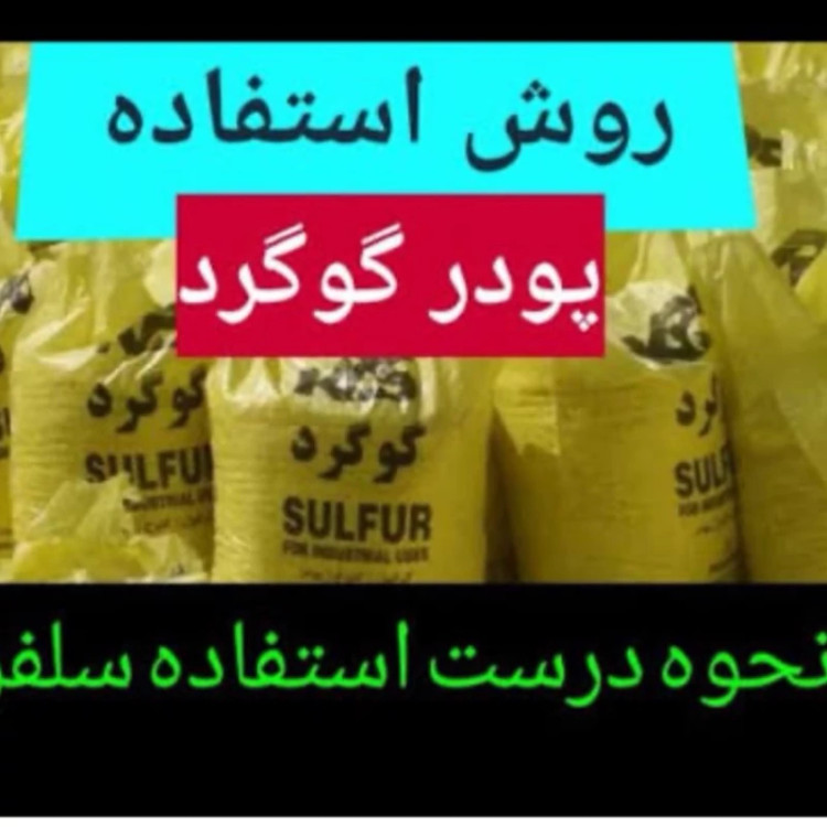 پودر گوگرد کشنده ساس پالایشگاهی یک کیلویی مخصوص ساس ارسال رایگان به همراه یک عدد سمپاش سرنوشابه ای