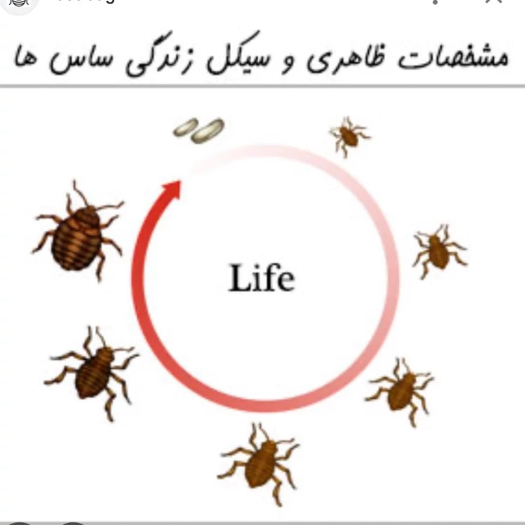 سم بدباگ اوت مبارز سرسخت ساس ارسال رایگان