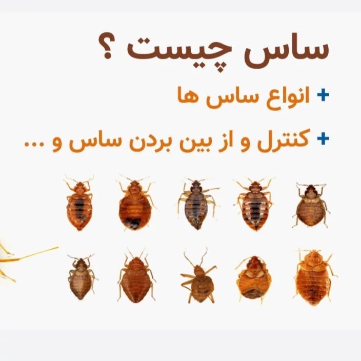 سم کشنده کراس فایر حشره کش نسل جدید با فرمولاسیون ژاپنی ارسال رایگان