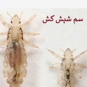 سم شپش کش پرمکترین ارسال رایگان
