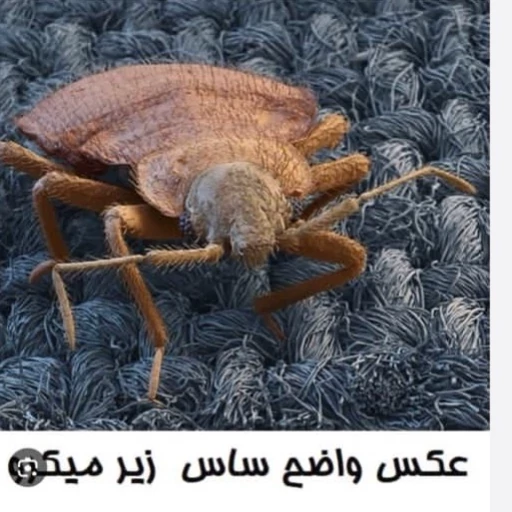 سم ساس کش پیرانا Pyranha نسخه اصلی ارسال رایگان