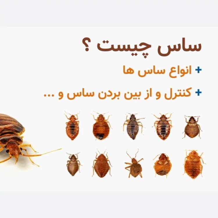سم ساس پیرانا تحت لیسانس ویران کننده در جهان ارسال رایگان