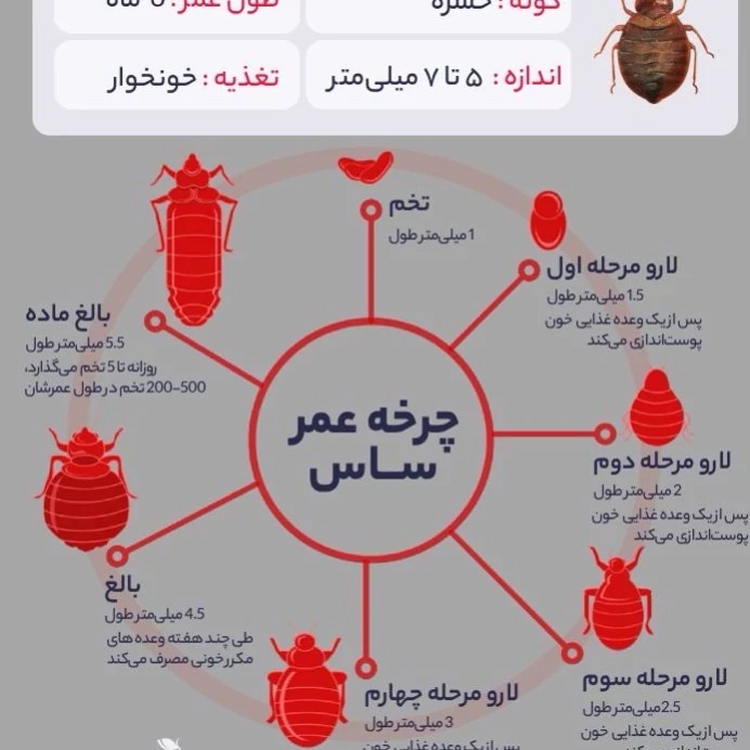 سم ساس پیرانا اصلی بایر با لوگو اورجینال ارسال رایگان