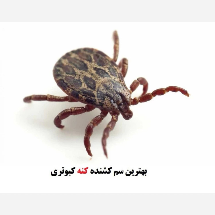 سم کک کش کلین اپ ( خارجی وقدرتمند)