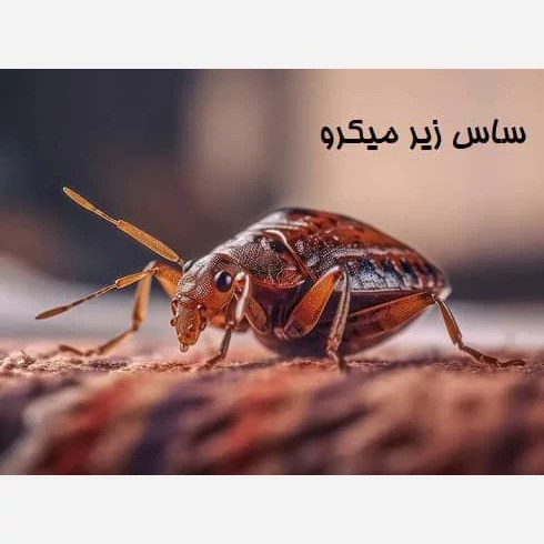 سم کشنده ساس خارجی پیرانا 5لیتری(ارسال رایگان)