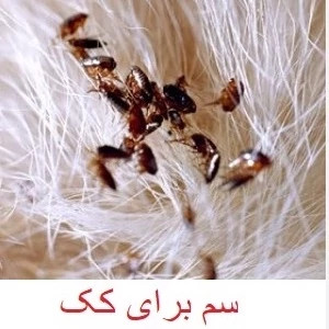 سم کک کش کلین آپ نابود کننده انوع کک ها ارسال رایگان