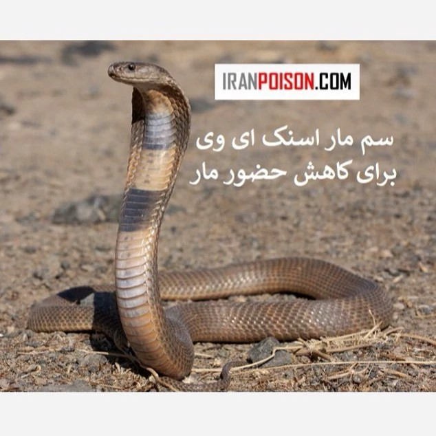 نابودی مار با سم اسنک ای وس