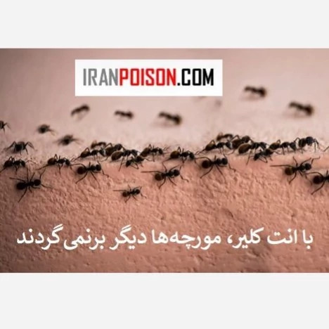 نابودی مورچهها با یک بار استفاده سم انت کلیر