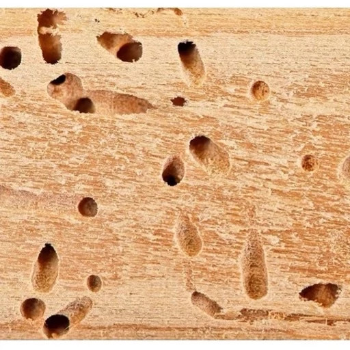 سم موریانه کش وب اوت اصل آلمانی ( ارسال رایگان )