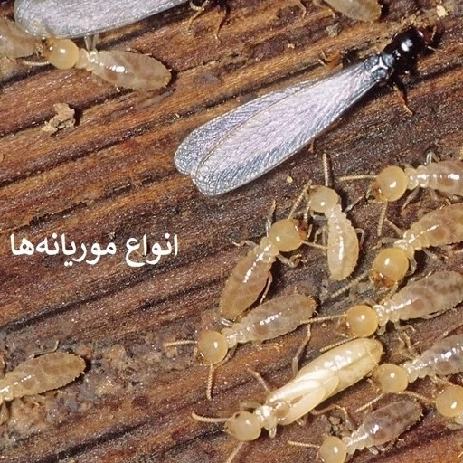 سم موریانه کش وب اوت اصل آلمانی ( ارسال رایگان )