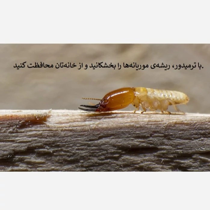 نابودی موریانهها با بهترین سم ترمیدور