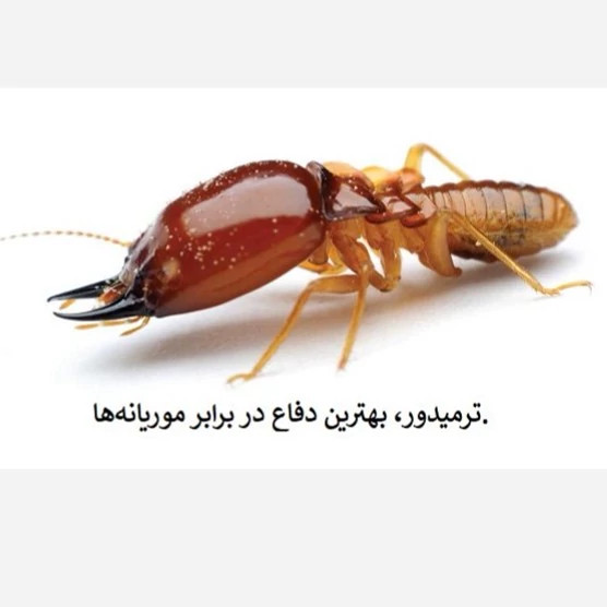 نابودی موریانهها با بهترین سم ترمیدور