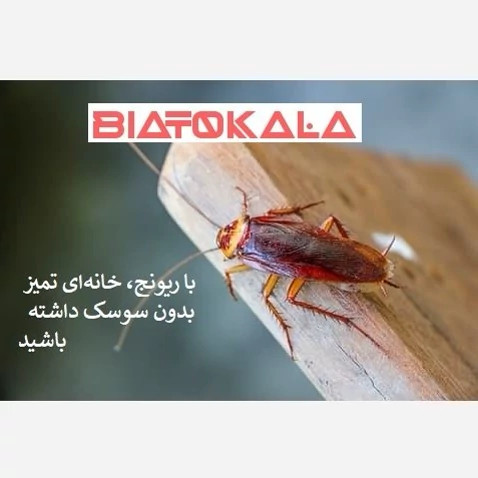 پایان قطعی سوسکهای فاضلابی با سم ریونج