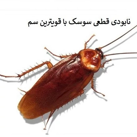 بهترین سم سوسک- سم ریپلزال