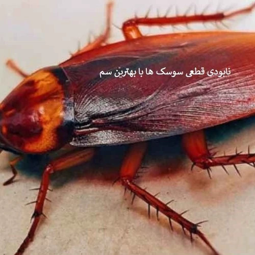 بهترین سم سوسک- سم ریپلزال