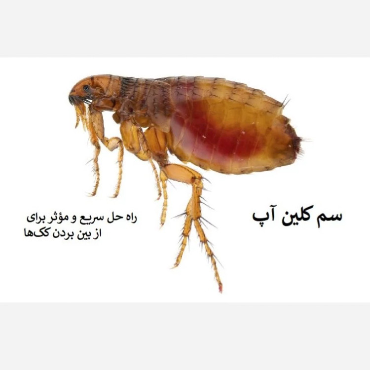 راهحل قطعی برای نابودی کک سم کلین آپ