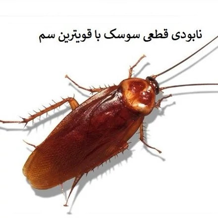 نابودی سوسک فاضلابی از خانه ها با سم ریونج