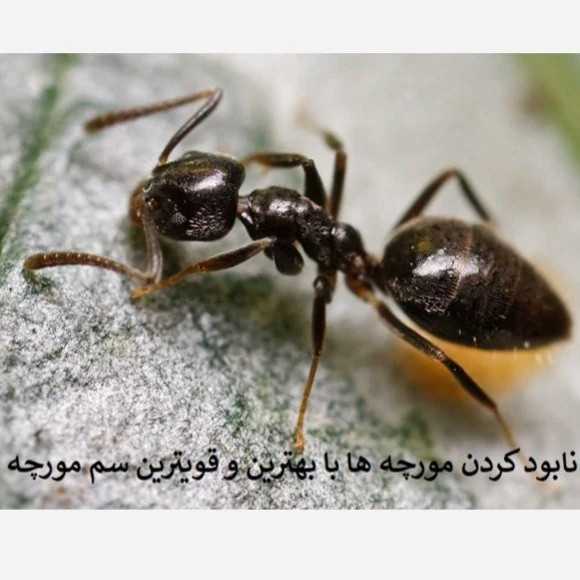 نابودی مورچه ها از خانه با بهترین سم انت کلیر