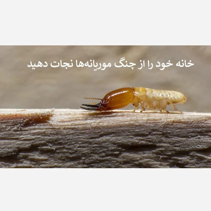 نابودی ریشه موریانهها با سم بایو