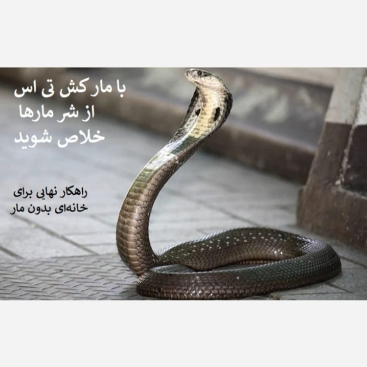 راهحل سریع برای دفع مارها با سم تی اس