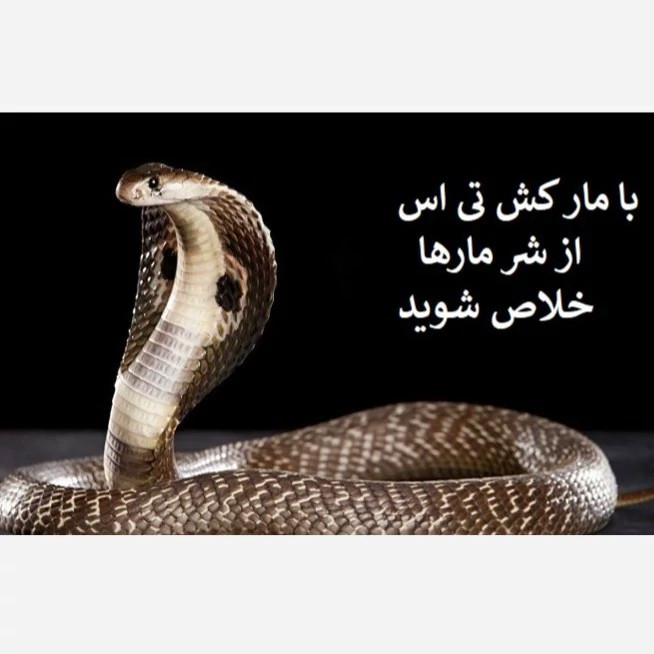 راهحل سریع برای دفع مارها با سم تی اس