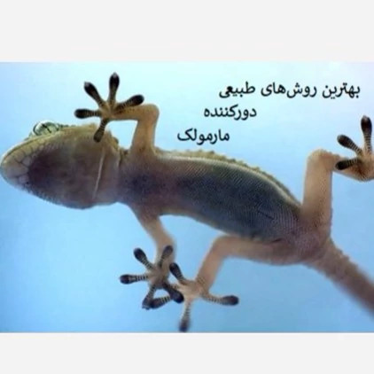 راهحل سریع برای مارمولکها از خانه ساویر