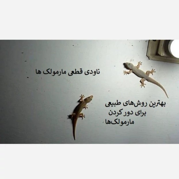 راهحل سریع برای مارمولکها از خانه ساویر