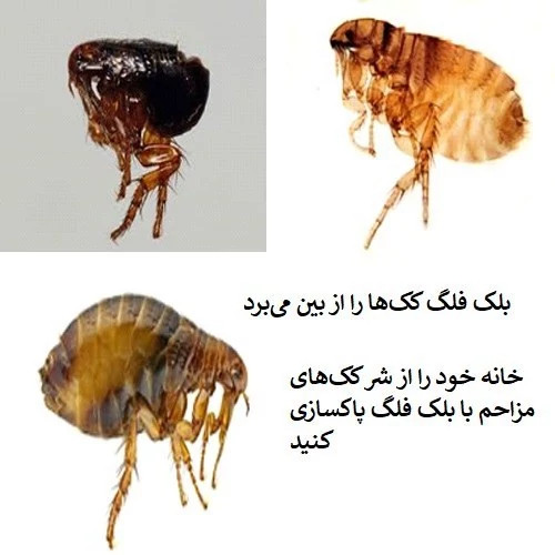 نابودی ککها با سم کلین آپ