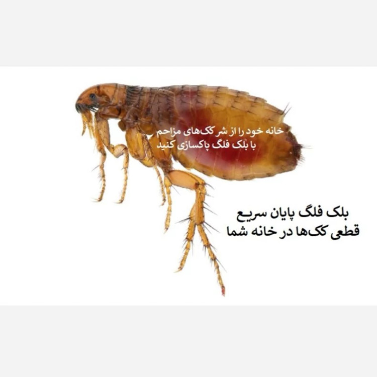نابودی ککها با سم کلین آپ