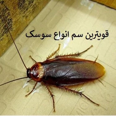 بهترین سم برای از بین بردن سوسک آکواپای