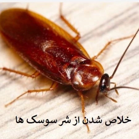 بهترین سم برای از بین بردن سوسک آکواپای