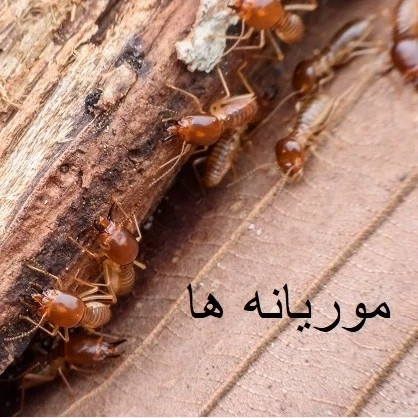 سم موریانه کش ترمیدور Termidor با ضمانت نسخه اورجینال ارسال رایگان